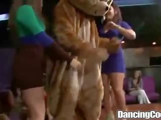 Dancingcock velika tič ljubi